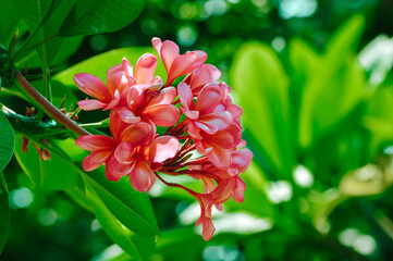 Wall Mural - Close-up View Beautiful Freshness Of A Bunch Of Red Plumeria Flowers With Blurred Green Leaves Background