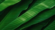 Closeup Banana Leaf Texture In Garden