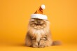 Cute funny orange persian cat in Santa Claus orange hat isolated on bright yellow clear background. Serious and angry pet. Happy New Year and Christmas concept