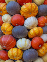 Mix Of Colorfull Pumpking Varieties
