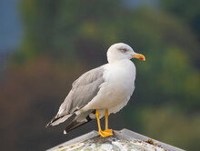Closeup Of A Yellow-legged Gull (Larus Michahellis) The Only Large Gull To Breed In Switzerland, Often Confused With The Herring Gull