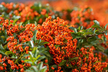 Pyracantha Coccinea Scarlet Red Firethorn Ornamental Shrub, Orange Group Of Fruits Hanging On Autumnal Shrub