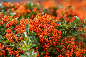 Pyracantha coccinea scarlet red firethorn ornamental shrub, orange group of fruits hanging on autumnal shrub