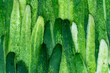 Background of fresh cucumber peels, green background