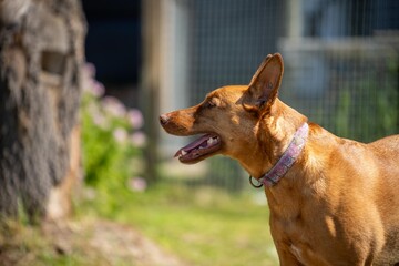 Wall Mural - kelpie on beach, dog on the sand in a park in australia at dusk