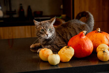 Gray Tabby Cat And Halloween Pumpkins And Spiders