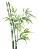 Fototapeta Sypialnia - Watercolor bamboo clipart isolated on white background.