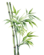 Watercolor Bamboo Clipart Isolated On White Background.