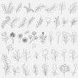 © Alina - Set floral minimal elements in line art style.Flowers, greenery for decoration, wild and garden plants, branches, leaves. Vector illustration for logo, tattoo, wedding invitation