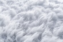 Airy Soft Fluffy Wing Bird With White Feathers Close-up Wallpaper Background,wallpaper Background About White Feathers