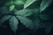 Nature Concept. Layout With Texture A Green Leaf Close-up Wallpaper Background,nature Wallpaper Background 