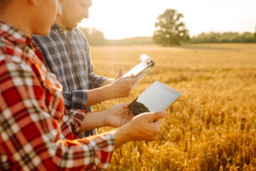 Wall Mural - Agronomists in a golden wheat field with a digital tablet, studying the harvest. Two farmers check the quality of grain in the middle of a wheat field. Smart farm, internet, technology.