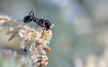 Messor Is A Myrmicine Genus Of Ants With More Than 100 Species, All Of Which Are Harvester Ants, Crete