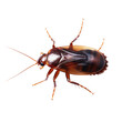 Cockroach on transparent background