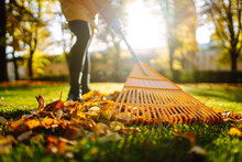 Close-up Of A Fan Rake Collecting Fallen Yellow Leaves In A Clearing. An Activist Clears Leaves. Concept Of Volunteering, Cleaning, Ecology.