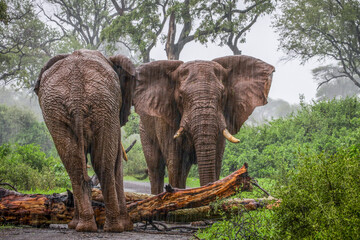 Poster - Elephant bulls at a tree they pushed over a road while it rains