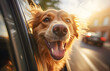 Cachorro na janela do carro curtindo o vento com uma linda iluminação