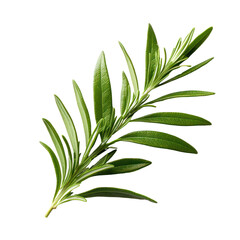  Rosemary isolated on white transparent background, PNG