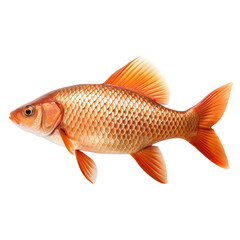 Common Carp fish isolated on white background