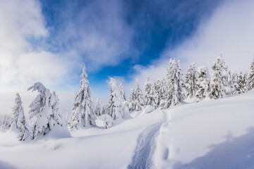 Wall Mural - A wintry tableau of evergreen trees on a mountain plateau, complete with a path marked in the snow. Winter mountains landscape