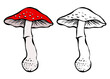 Fly agaric with a red cap. Poisonous mushroom. Cartoon vector isolated illustration color and black. Hand drawn line sketch. Coloring for kids