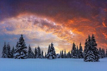 Wall Mural - Incredible landscape with snow-covered conifers in a wintery mountain glade with a glowing sunset sky and bright orange clouds. Winter mountains background