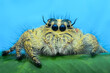 Hyllus Diardi jumping spider 