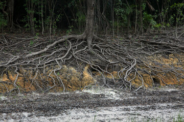 Wall Mural - Trees and roots in a dry river in extreme drought in the Amazon Rainforest, the largest tropical forest in the world. Concept of climate change, global warming, environment, ecology, disaster, weather