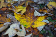 Ahornblatt vom Herbst verfärbt