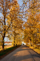 Wall Mural - an alley of maple trees in fall