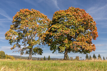 two autumn trees on a mountain meadow