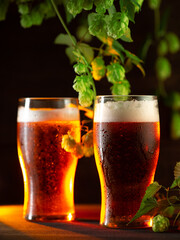 Two glasses of light beer on a dark background, branches of green hop cones