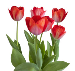 Wall Mural - Tulipes rouges