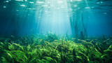 Fototapeta  - aquaculture of algae for nutrition