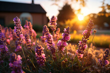 Garden Of Tall Lavender Purple Flowers Stands In Front Of A Brick House Under An Orange Sky At Sunset, Creating A Warm And Peaceful Mood.
