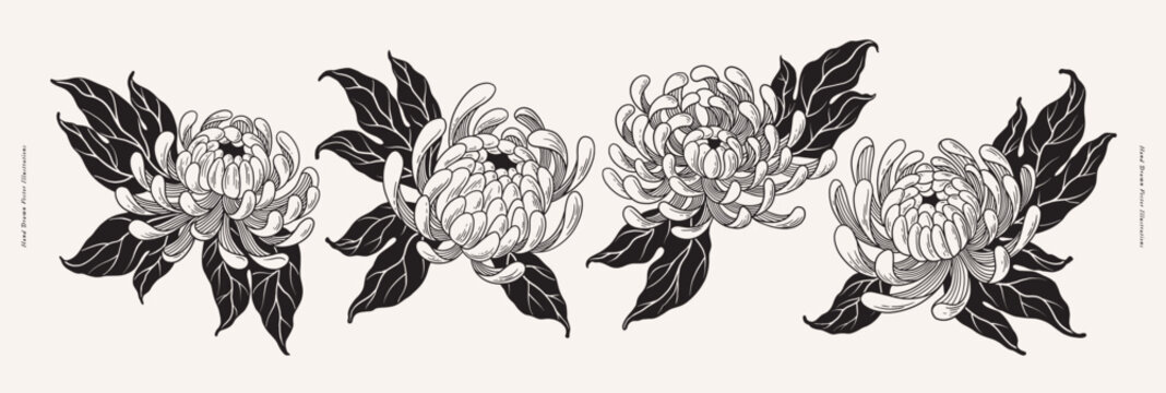 set of luxurious white chrysanthemum flowers on light background. tattoo sketch. garden flowers. bot