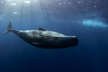 Wall Mural - Sperm whale is swimming alone in Indian ocean. Playful whale near the surface. Swimming with the biggest tooth animals. 