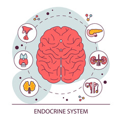 Wall Mural - Endocrine system organ. Human gland function. Pancreas, pituitary