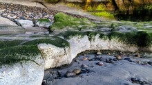 Sandstone Cliffs And Low Tide Algae Covered Rocks Encinitas California 3