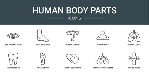 set of 10 outline web human body parts icons such as eye variant with enlarged pupil, foot side view, human uterus, human neck, lungs, teeth, foot vector icons for report, presentation, diagram, web