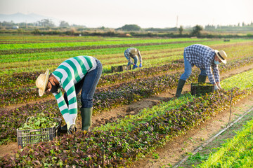 Wall Mural - Farmer in protective mask harvesting and peeling mustard on the field