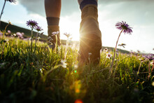 Woman Hiker Legs Walking Beautiful Flowering Grassland