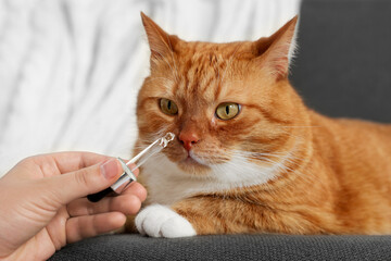 Wall Mural - Woman giving vitamin tincture to cute cat indoors, closeup