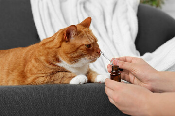 Wall Mural - Woman giving vitamin tincture to cute cat indoors, closeup