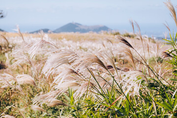 grass in the sand