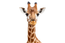 Giraffe Isolated On White. File Png