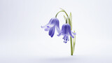 Fototapeta  - Photo of Bluebell flower isolated on white background