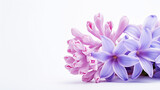 Fototapeta  - Photo of Hyacinth flower isolated on white background