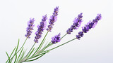 Fototapeta  - Photo of Lavender flower isolated on white background