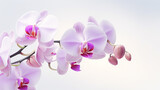 Fototapeta  - Photo of Orchid flower isolated on white background
